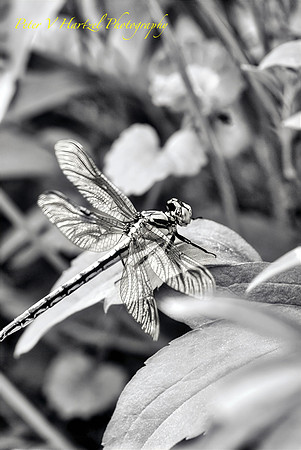 Black Saddlebags in the shade- PVH