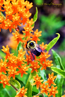 Bee welcoming the summer on milkweed-PVH