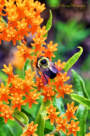 Bee welcoming the summer on milkweed-PVH