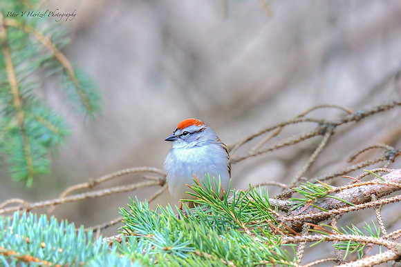 Chipping Sparrow in Pine tree-PVH