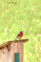 BlueBird-PVH