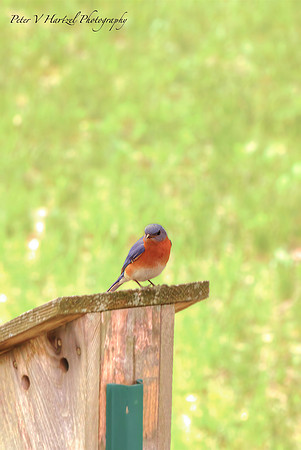 BlueBird-PVH