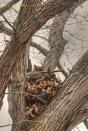 Great horned Owl guarding the nest-PVH