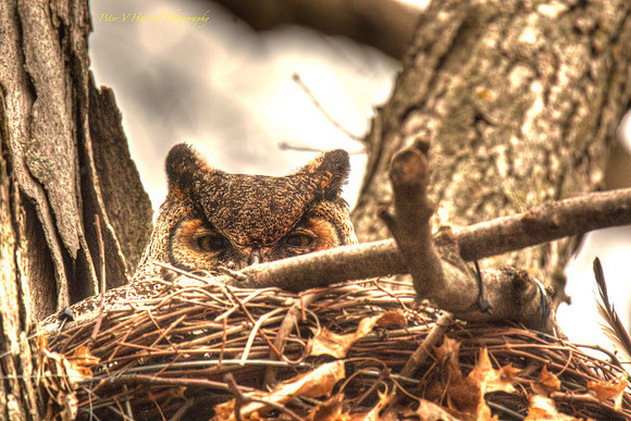 Great Horned Owl-Painted PVH