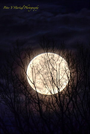 Shadows of the Night(Wolf Moon) PVH jpg