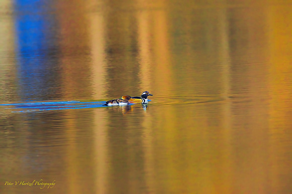 Hooded Mergansers on the Pond-PVH