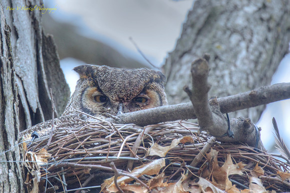 Great Horned owl, natural Light-PVH