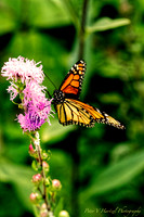 Majestic Monarch Butterfly:warming filter