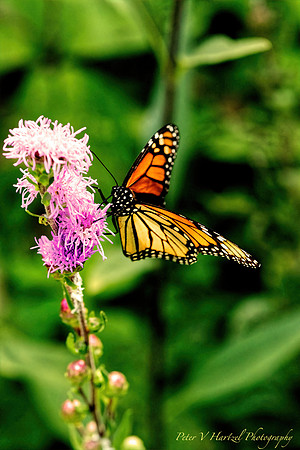Majestic Monarch Butterfly:warming filter