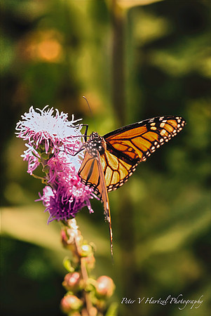 Monarch reflections-PVH