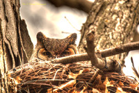 Great Horned Owl-Painted PVH