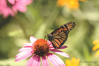 Butterfly Beauty- Monarch on a Pink cone flower