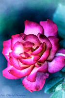 Garden Rose Vintage