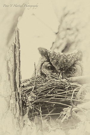Great Horned Owl Eyes-Old style