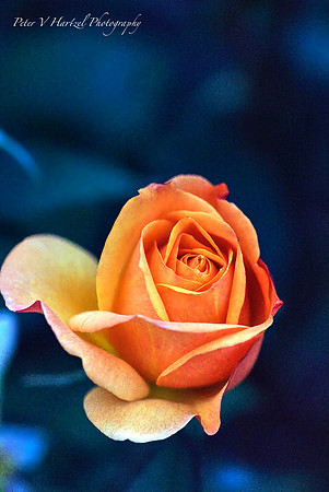 Peach Rose-PVH