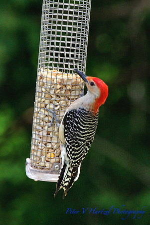 Red-bellied Woodpecker-msp refuge soft light