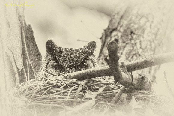 Great Horned Owl-protecting the nest old style PVH