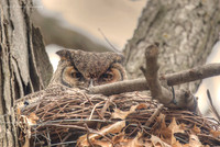 Great Horned Owl/warming filter PVH