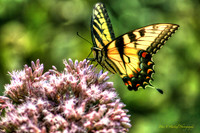 Golden Yellow Butterfly-soft light