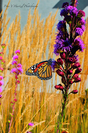 Monarch in the Morning light-PVH