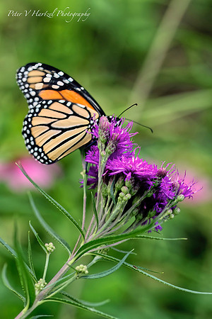 Monarch on thistle-topaz-PVH