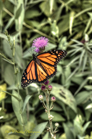 Monarch sunset-golden light PVH. jpg