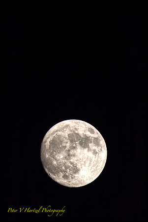 Frost Moon-PVH