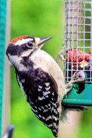 Downy Woodpecker-Soft lighting-uncroped-topaz-dust-denoise-sharpen-lighting-upscale-4x