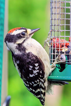 Downy Woodpecker-Soft lighting-uncroped-topaz-dust-denoise-sharpen-lighting-upscale-4x