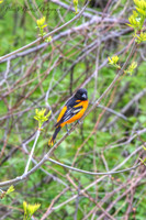 Baltimore Oriole-msp PVH