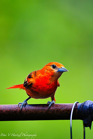 Female Oriole early summer_001-topaz-dust-focus-sharpen-color