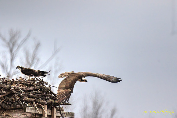 Osprey Flight-Lake Elmo-PVH