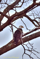 Freedom-Bald Eagle perched
