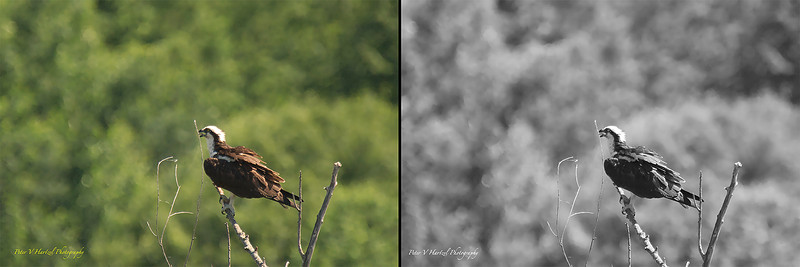 osprey perched beforeafter