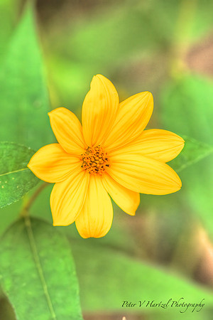 Painted Summer Daisy-PVH