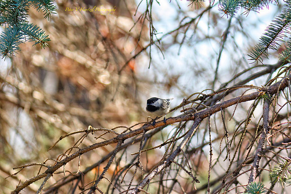 Chickadee preparing for flight-PVH