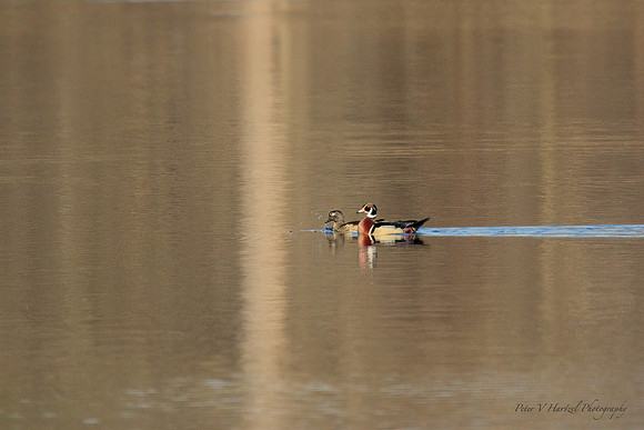 Splashing Wood ducks
