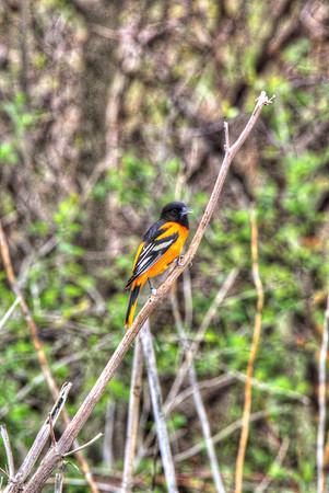 Baltimore Oriole in low light