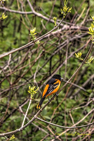 Baltimore Oriole-vibrant light