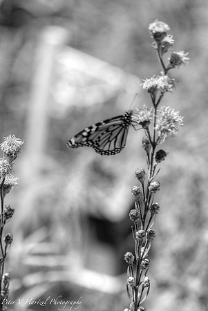 Black and white climbing monarch