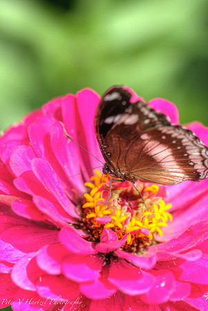Brown Butterfly on pink flower