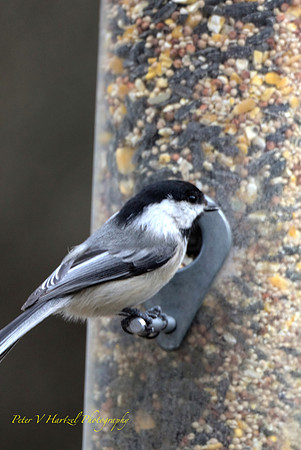Black-capped Chickadee
