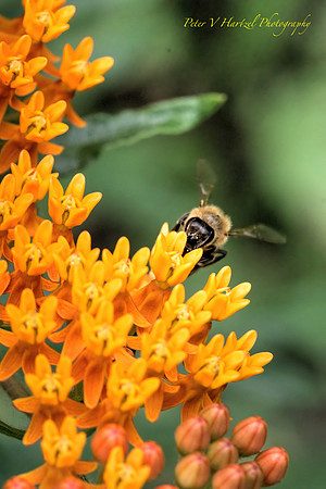 Bee on Butterfly weed