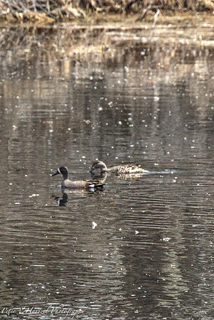 Blue winged teal and its mate