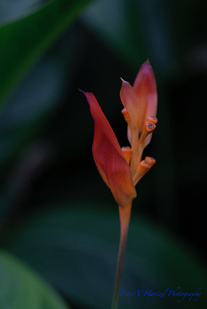A Soft flame