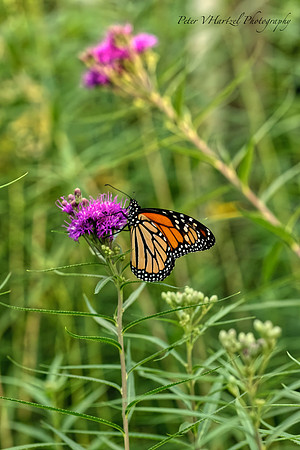 Climbing Monarch Butterfly
