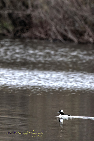 Bufflehead in Pond