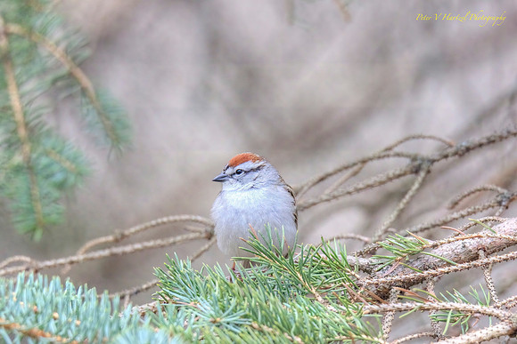 Chipping Sparrow in Pine tree