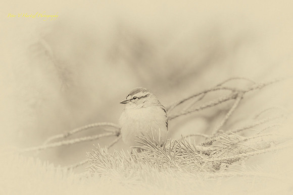 Chipping Sparrow in Pine tree old style