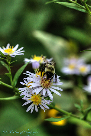 Bee pollenating White flower in the fall